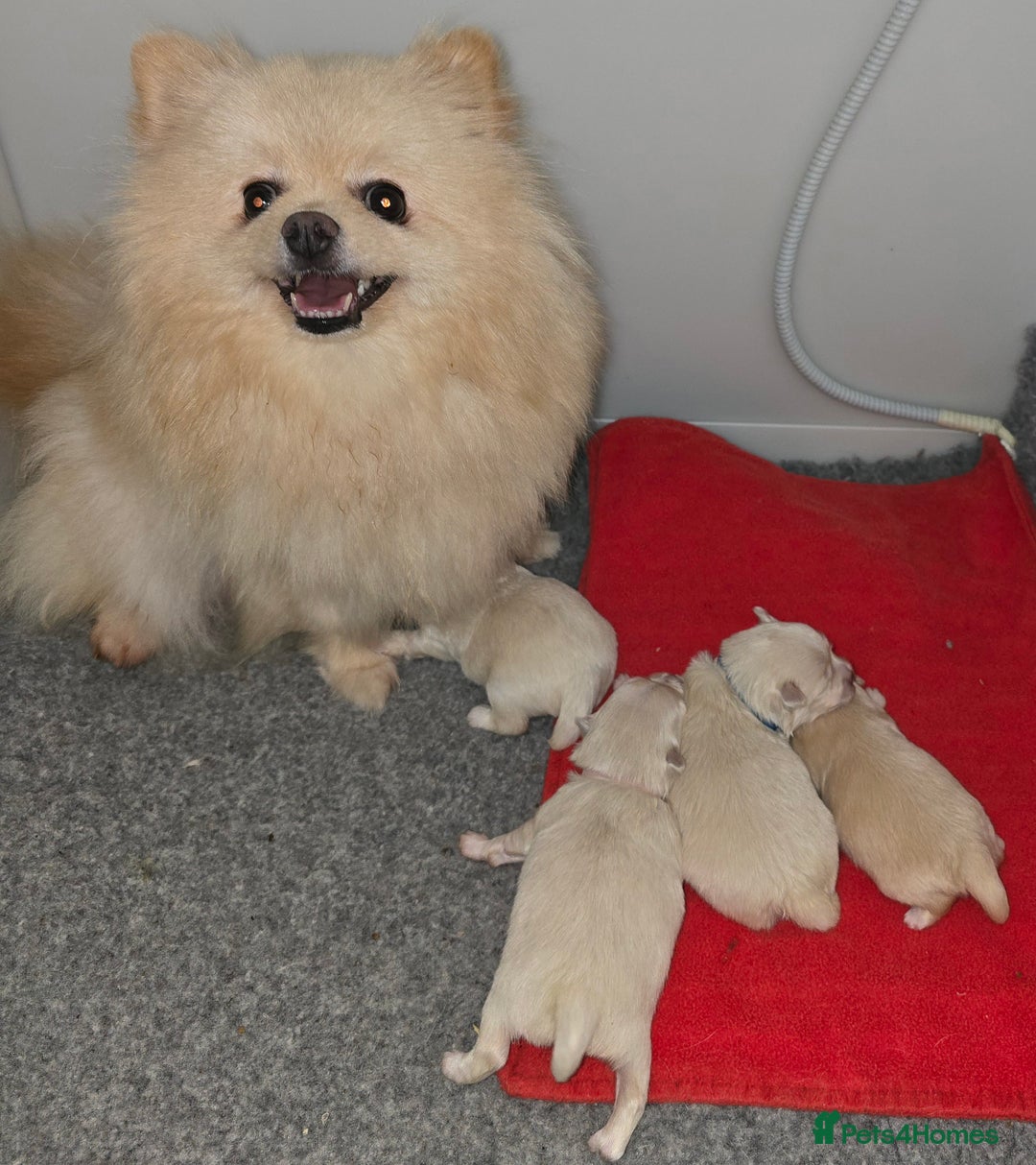 Mixed Breed dogs for sale: F1 Maltipom puppies from health tested parents  - Image 16