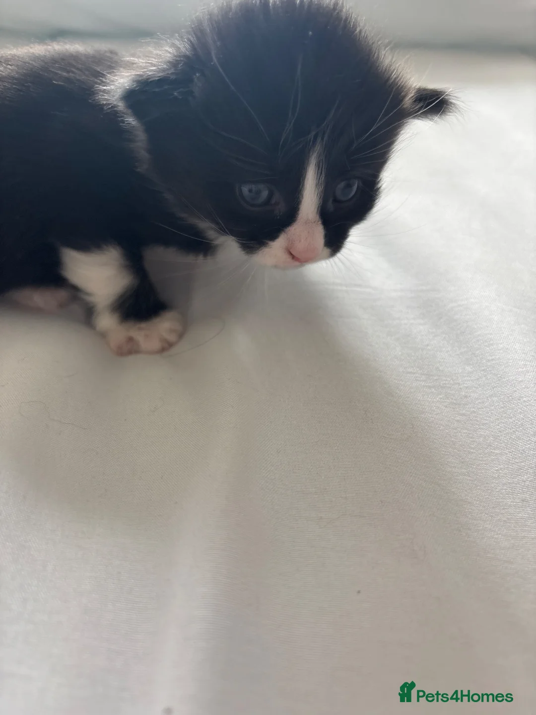 Mixed Breed cats for sale: 4 Stunning Fluffy Kittens - Advert 2