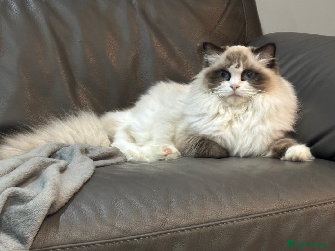 Ragdoll cats for sale: Attention please  - Advert 9