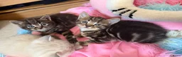 Scottish Fold cats for sale:  Scottish Fold Kittens 2 Males& 1 Female Available - Advert 8