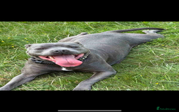 Staffordshire Bull Terrier dogs for sale: Blue Staffordshire bull terrier  - Image 30