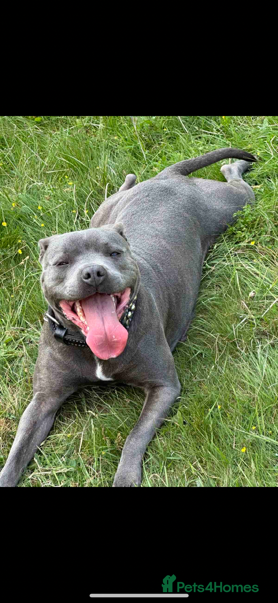 Staffordshire Bull Terrier dogs for sale: Blue Staffordshire bull terrier  - Image 30