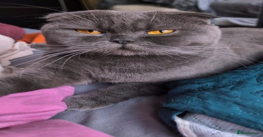 Scottish Fold cats - Advert 4