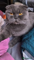 Scottish Fold cats - Advert 7