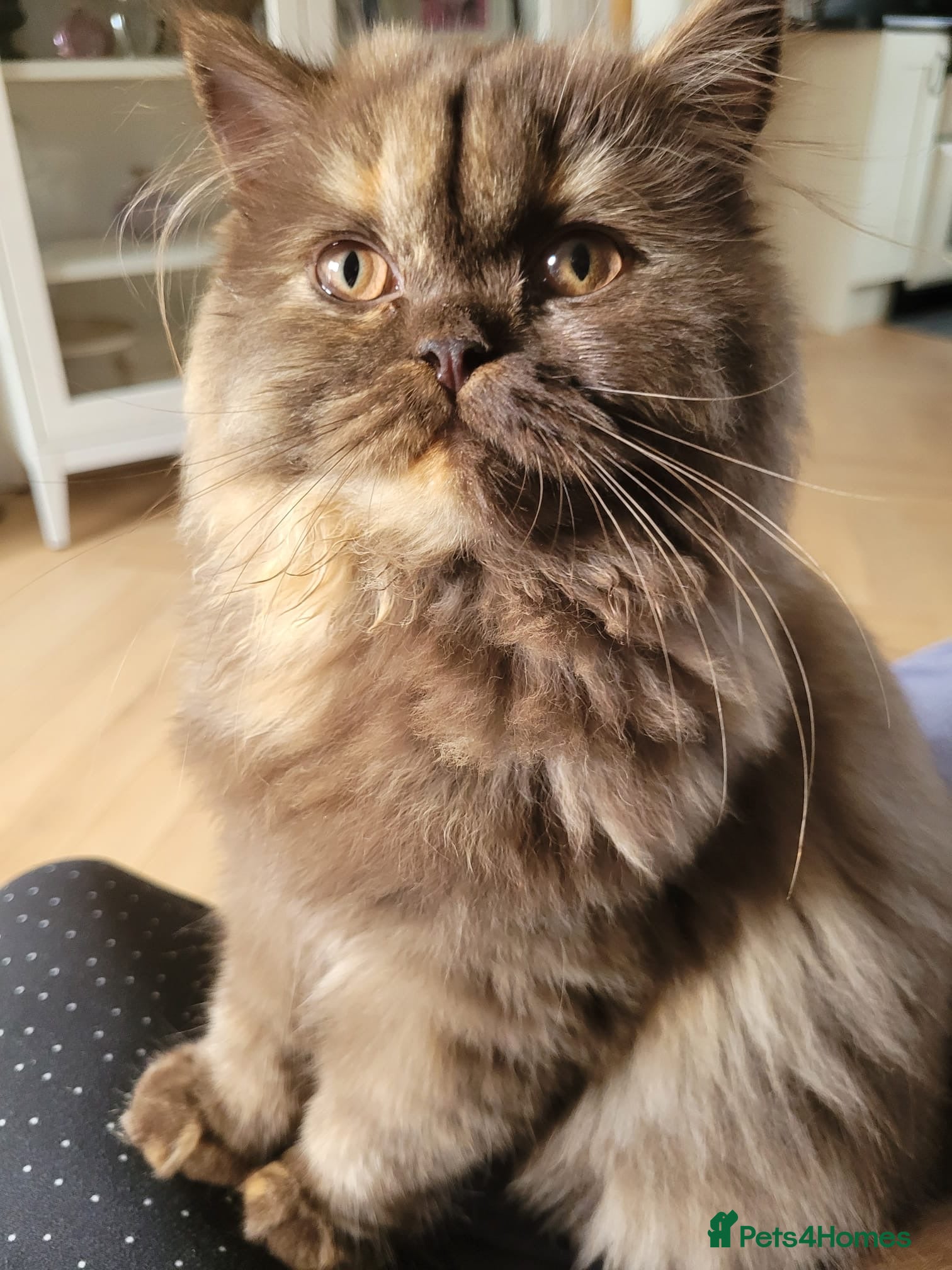 British Longhair cats Chocolate tortie British long hair kitten - Advert 3