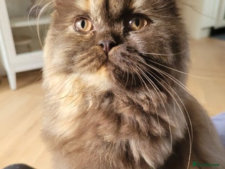 British Longhair cats Chocolate tortie British long hair kitten - Advert 3