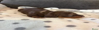 Miniature Dachshund Puppy 2