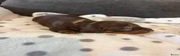 Miniature Dachshund dogs for sale: Miniature daschund  - Advert 4