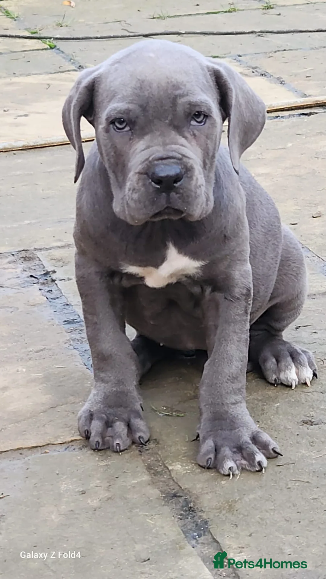 Cane Corso dogs for sale: Champion Blood Line Cane Corso Puppies - Advert 2