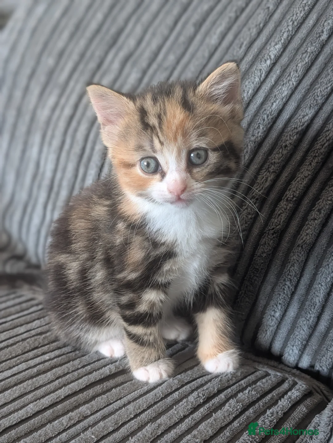 Domestic Shorthair cats for sale: 6 adorable kittens  - Advert 2