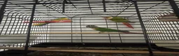 Conures birds for sale: Pineapple Conure/ Orange Sided Green Cheek Conure - Advert 4