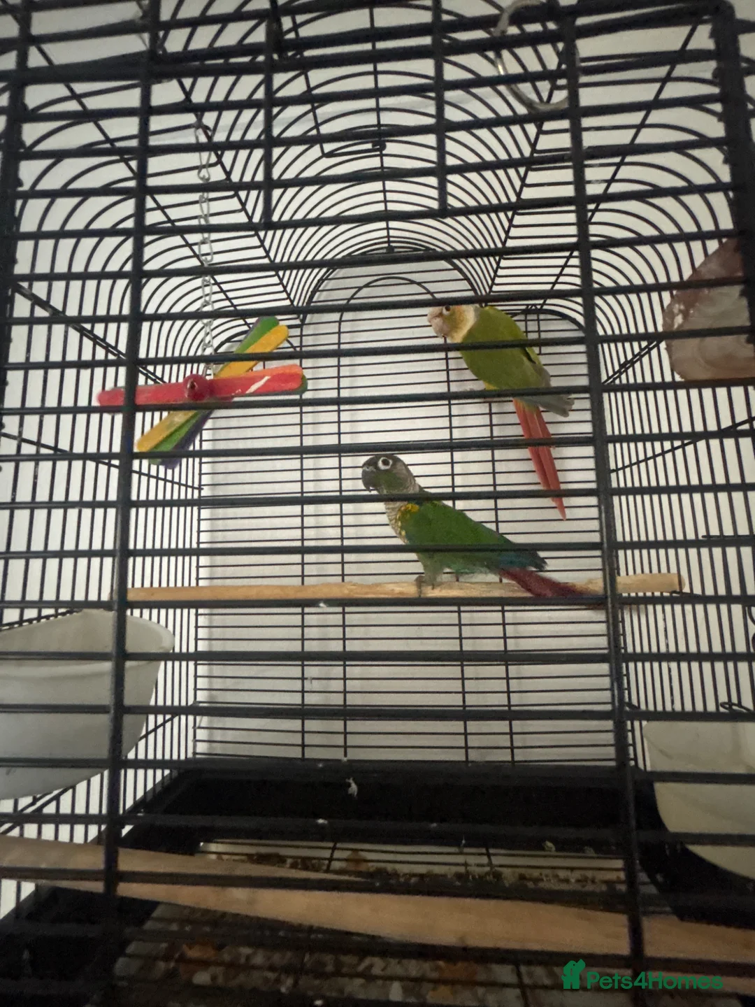 Conures birds for sale: Pineapple Conure/ Orange Sided Green Cheek Conure - Advert 4