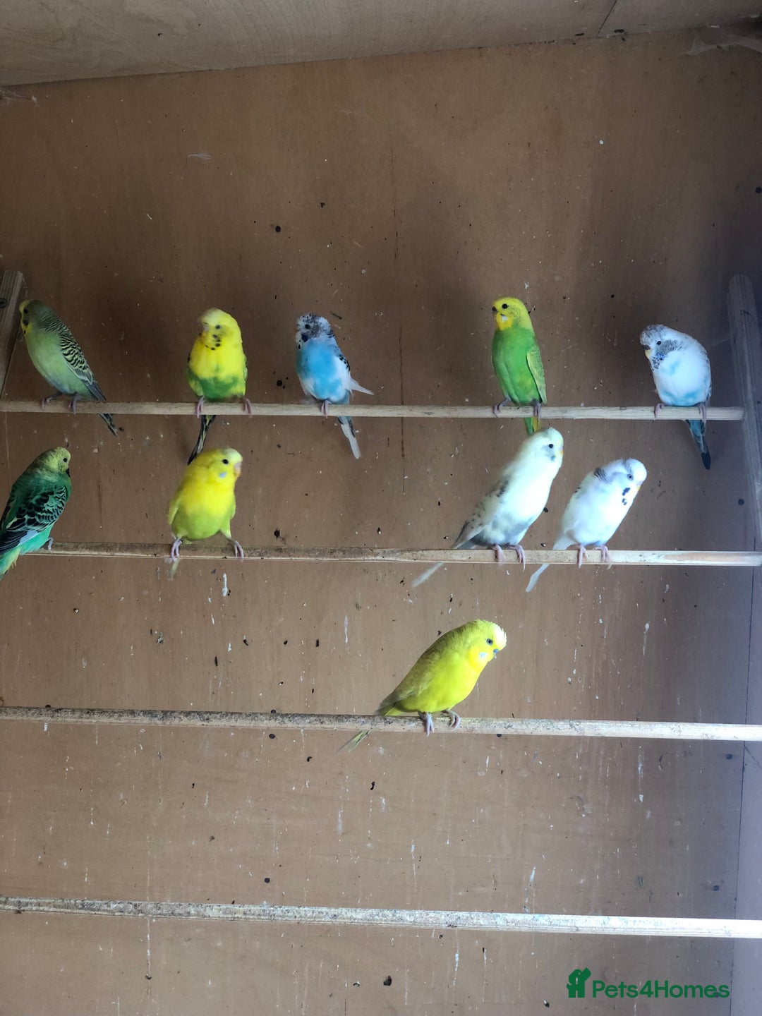 Budgerigars birds for sale: Budgie colony (nice mixture of colours) - Image 4