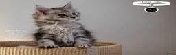Maine Coon cats for sale: Stunning Maine Coon Kittens - Advert 22