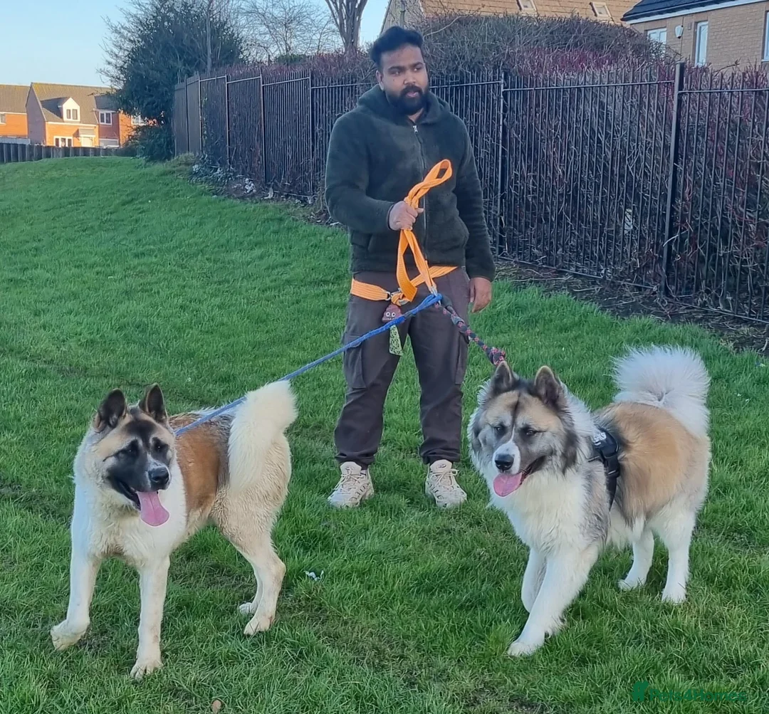 Akita dogs for sale: Akita puppies  in Peterlee - Advert 1