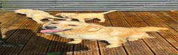 Goldador dogs for sale: Goldador girl for sale in Blackwood - Advert 2