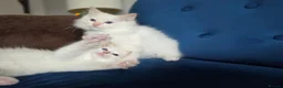 Ragdoll cats for sale: 💙💛GCCF Registered Apricot/Cream boy 💙💛 - Advert 21
