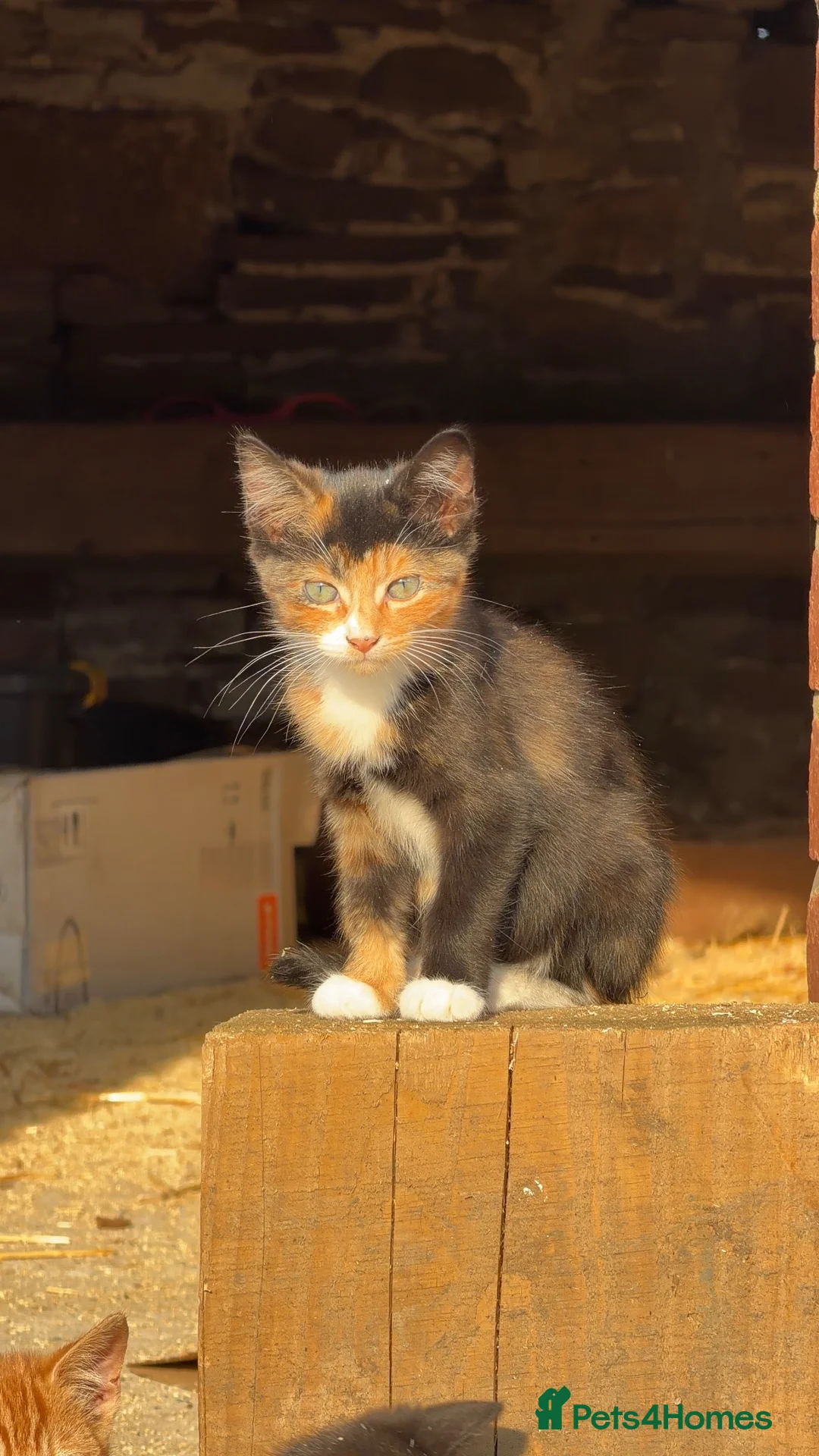 Mixed Breed cats for sale: Beautiful kittens ready for new homes - Advert 2