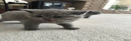 British Shorthair cats for sale: Beautiful British Shorthair Kittens - Advert 10