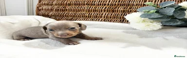 Miniature Dachshund 4