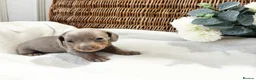 Miniature Dachshund dogs for sale: Miniature dachshund puppies - Advert 4