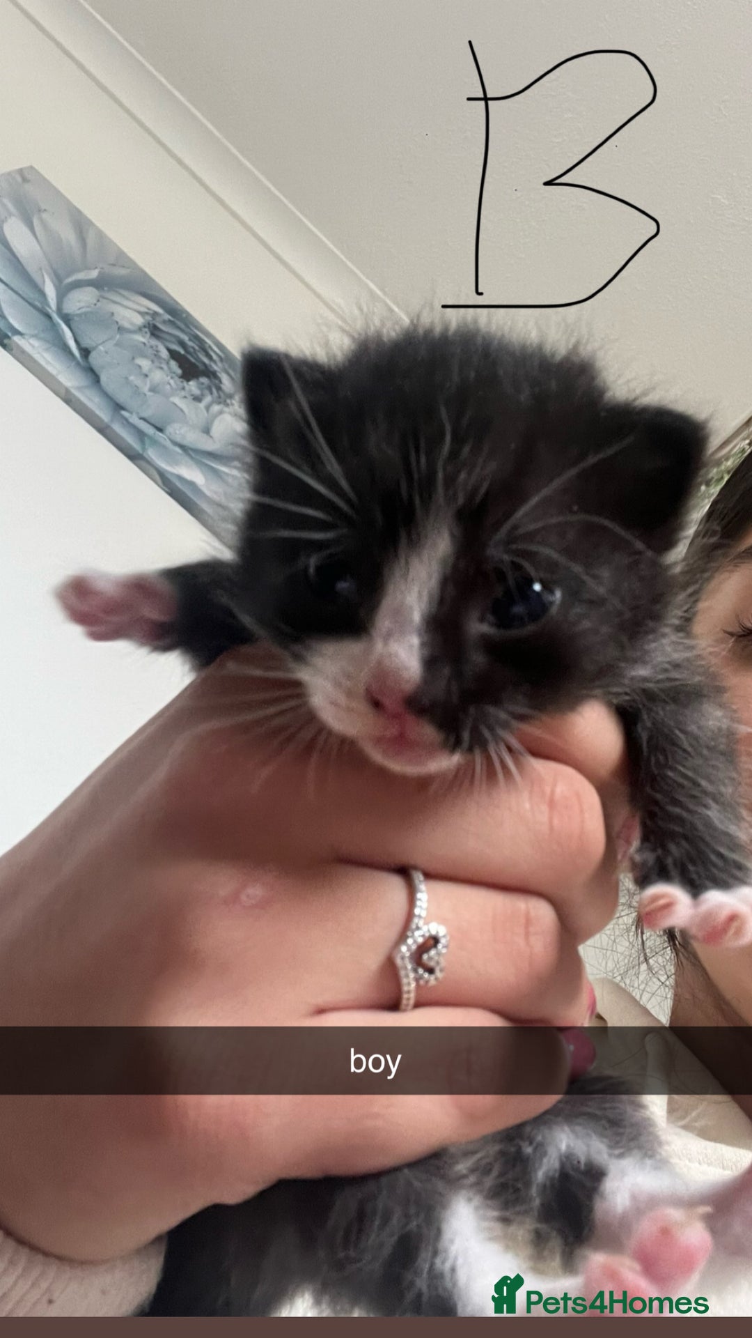 Domestic Shorthair cats for sale: Domestic short hair kittens - Image 4