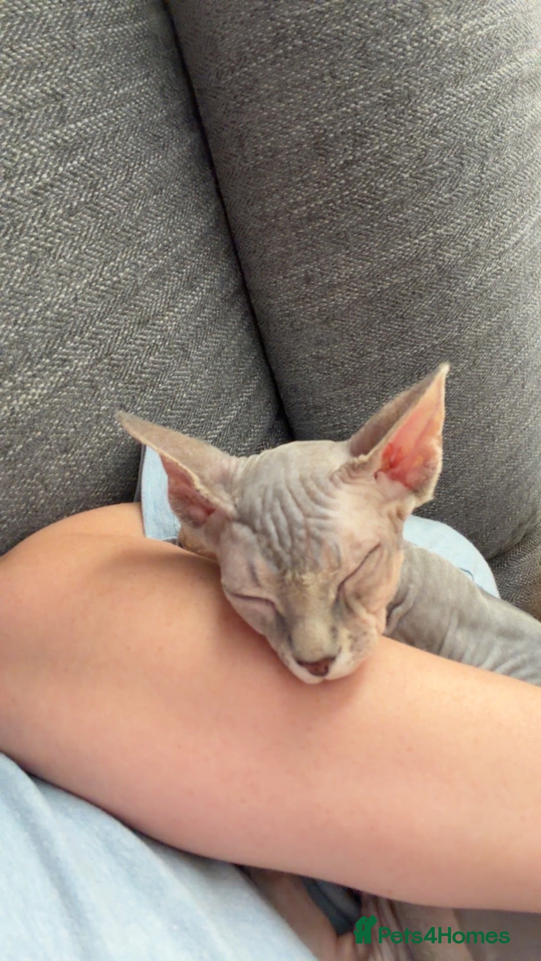 Sphynx cats Kitten  - Advert 1