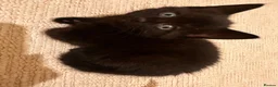 Mixed Breed cats for sale: 2 adorable black kittens available in Sutton-in-Ashfield - Advert 5