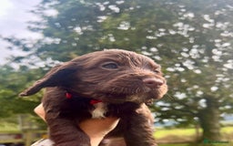 Cocker Spaniel dogs for sale: KC Registered Working Cocker Spaniel Puppies - Image 17