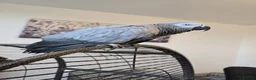 Parrots birds for sale: Beautiful African Grey Parrot – Star - Advert 2
