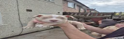 American Bully dogs for sale: 4 beautiful pocket bullies  - Advert 4