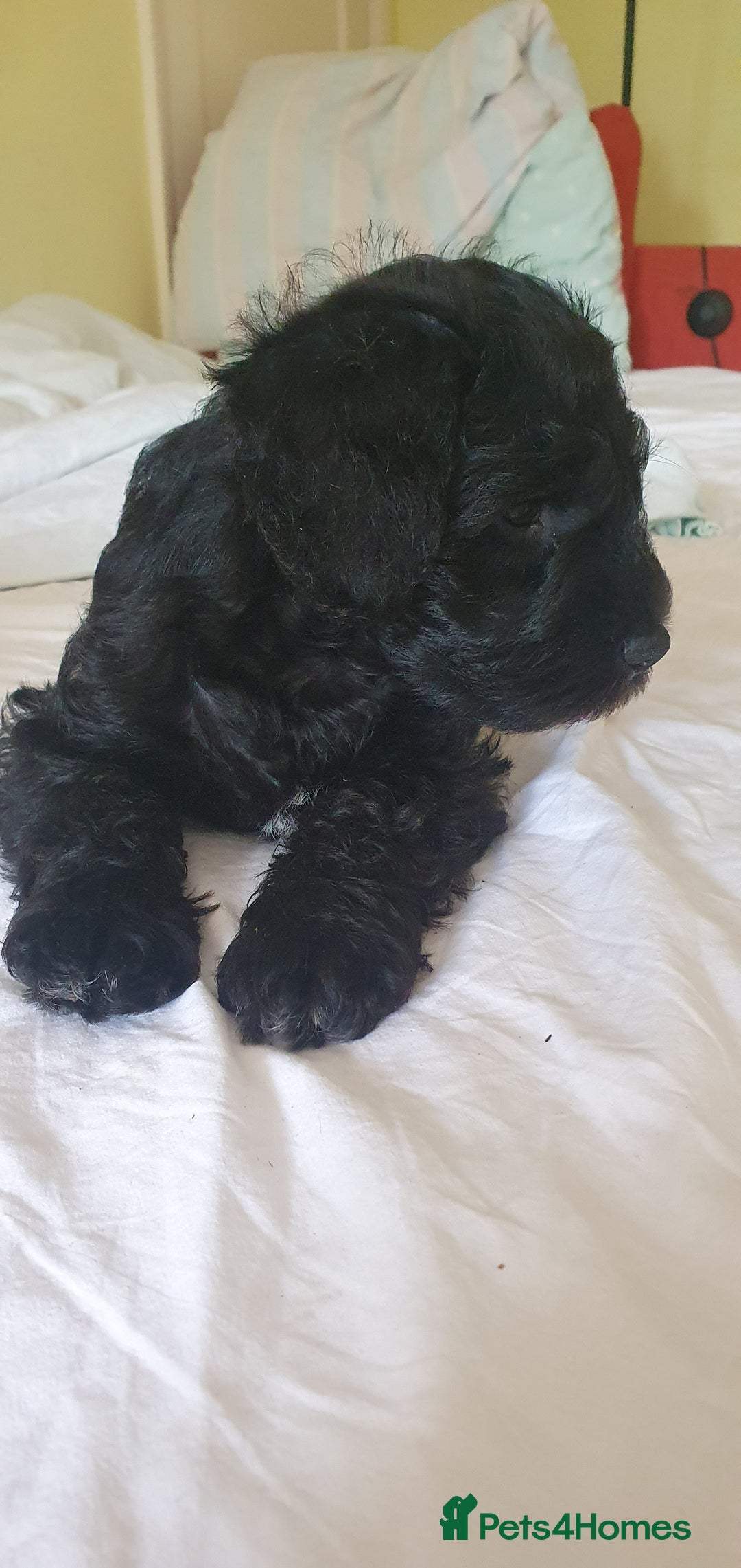 Mixed Breed dogs for sale: SCHNOODLE PUPPIES  - Image 1