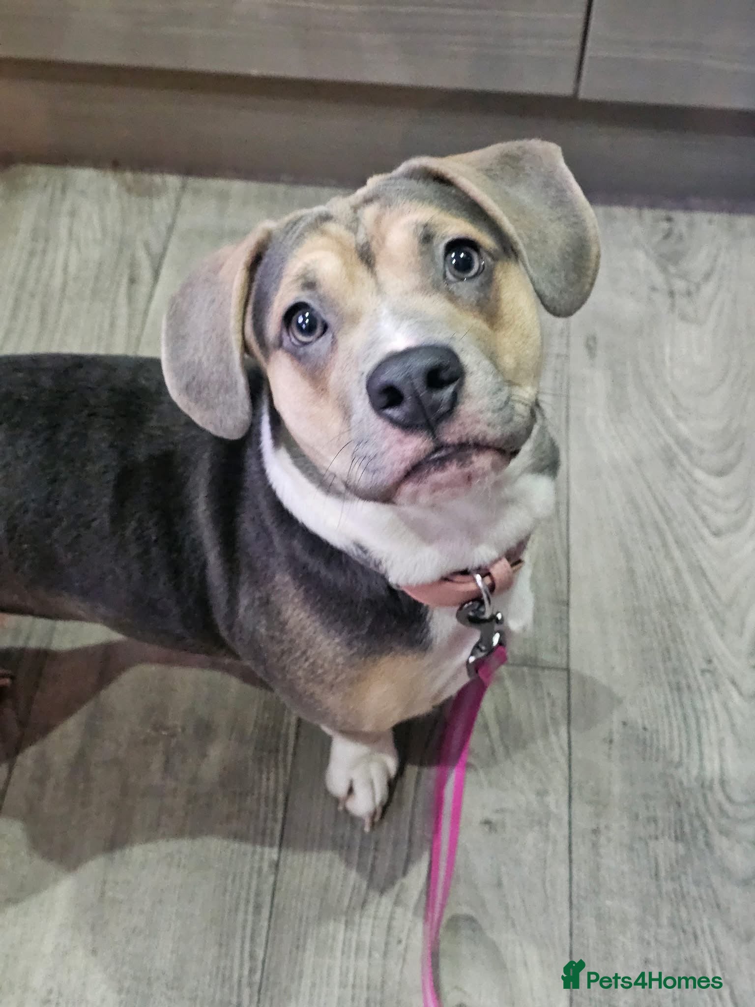 Mixed Breed dogs Annie dashcund x American bull dog  - Advert 1