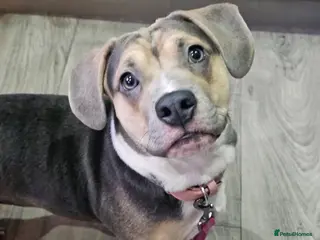 Mixed Breed dogs Annie dashcund x American bull dog - Advert 1