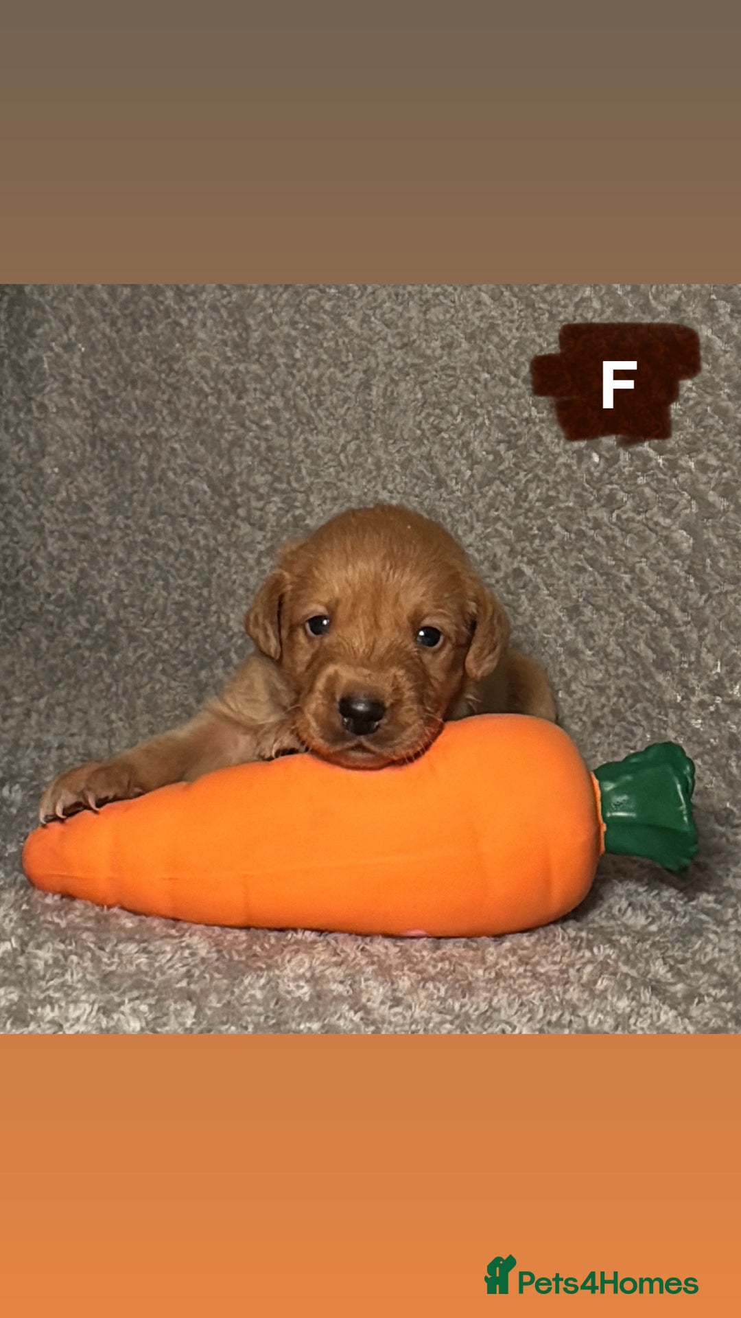 Labrador Retriever dogs for sale: Labrador Retriever Puppies - Raised in Family Home - Advert 33