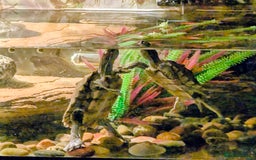 Turtle reptiles for sale: Mississippi turtles, with tank, heat lamp, filter - Image 1