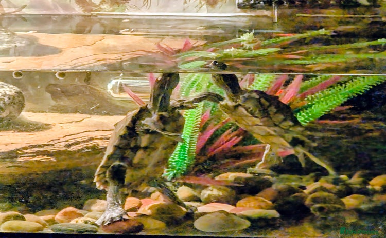 Turtle reptiles - Advert 1