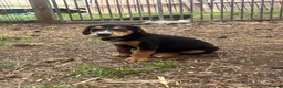 Mixed Breed dogs for sale: Doberman x lurcher puppies - Advert 27