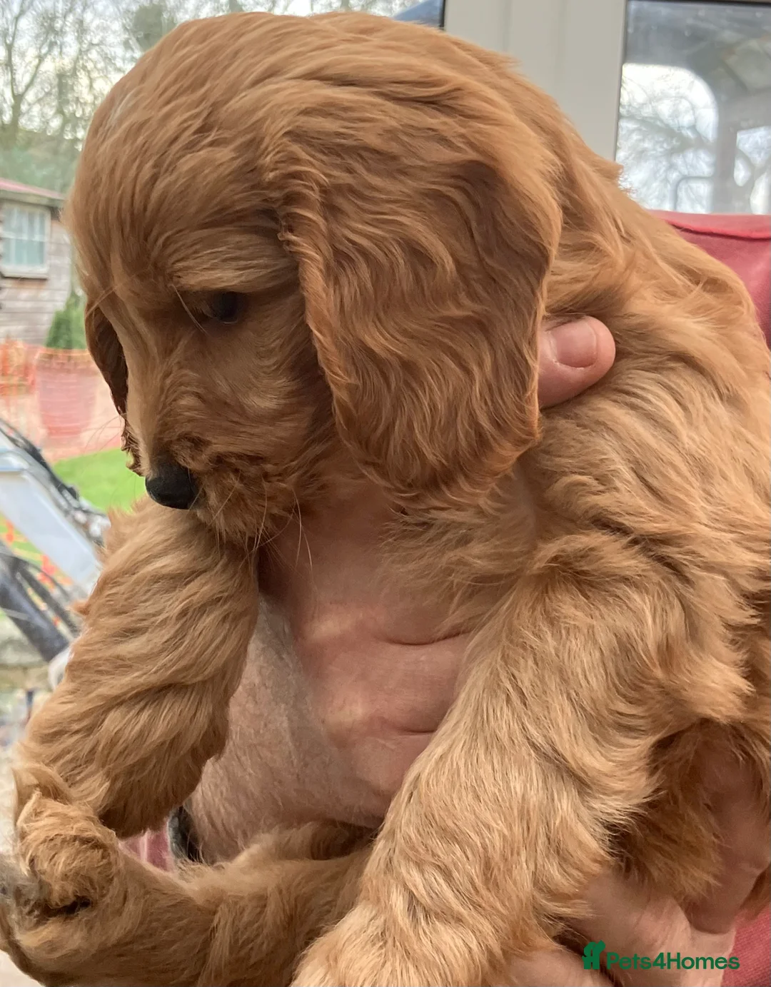 Mixed Breed dogs for sale: AUSTRALIAN LABRADOODLE PUPPIES READY NOW - Advert 5