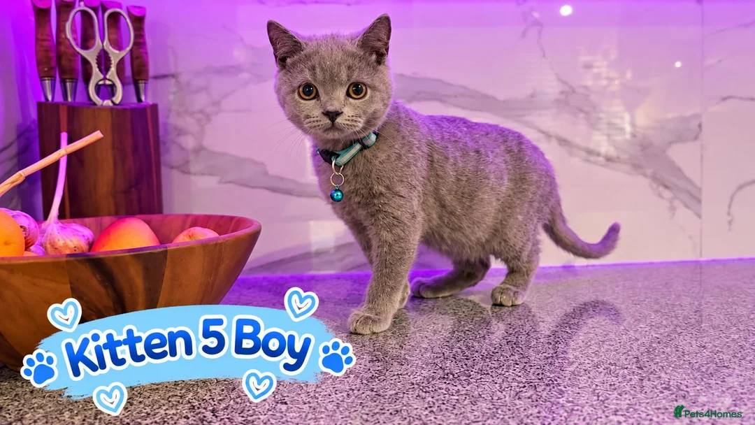 British Shorthair cats for sale: 🐾 Beautiful British Blue Kittens Available! 🐾💙 - Advert 1