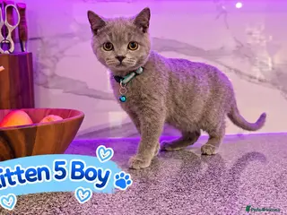 British Shorthair cats 🐾 Beautiful British Blue Kittens Available! 🐾💙 - Advert 2