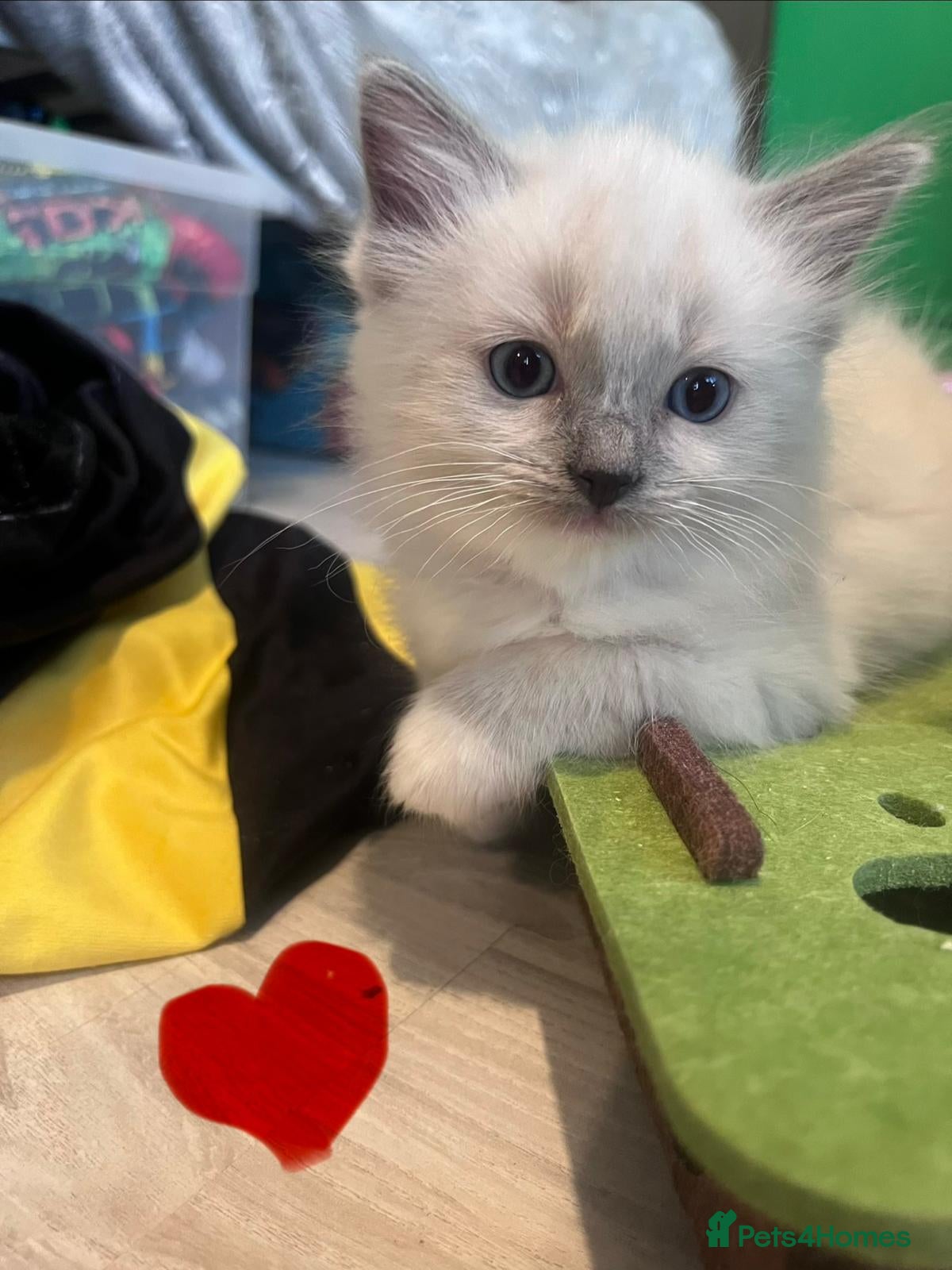 Ragdoll cats Gorgeous Ragdoll kittens for sale - Advert 1