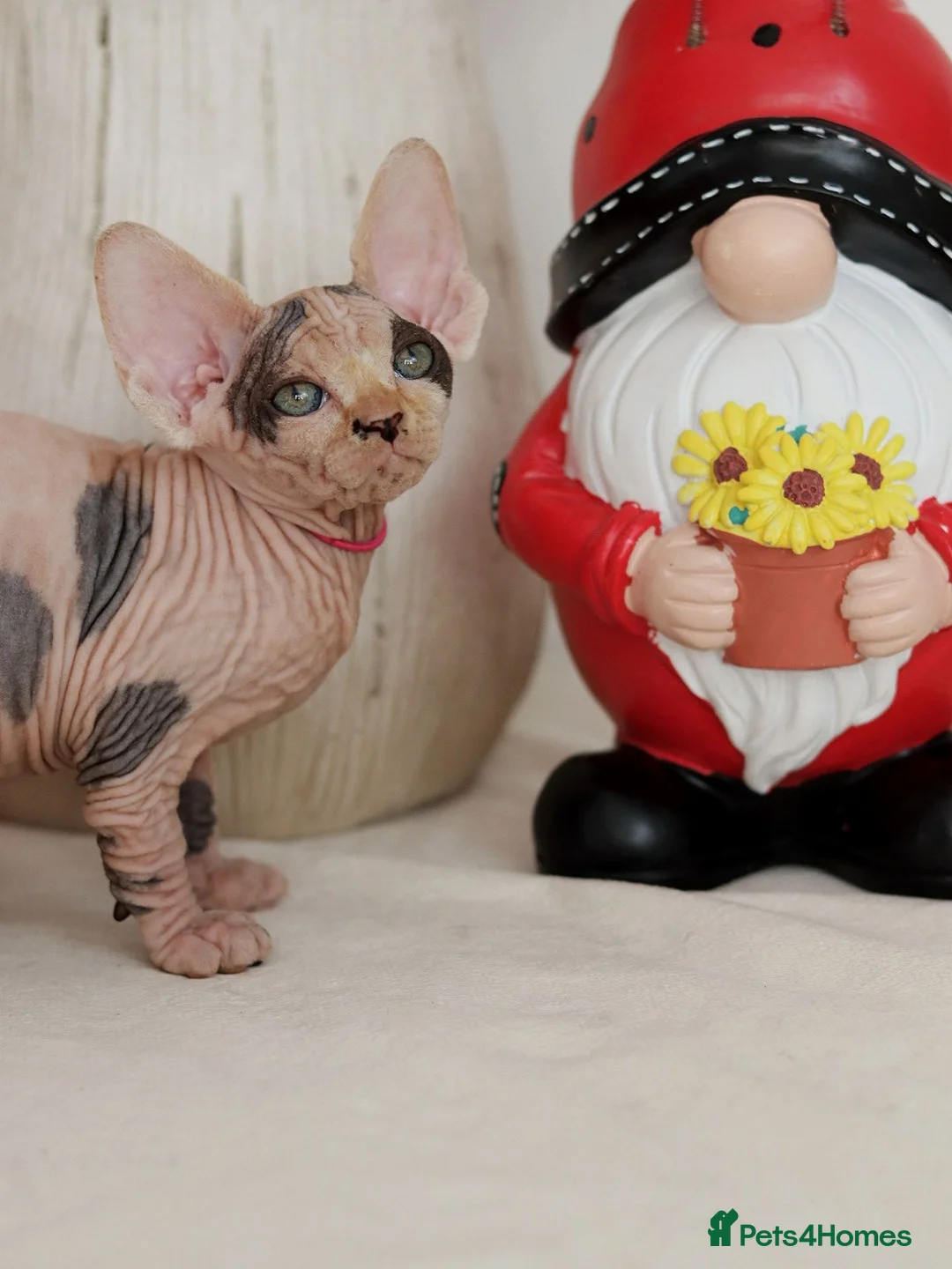 Sphynx cats for sale: Beautiful Pedigree Sphynx Kittens  - Advert 2