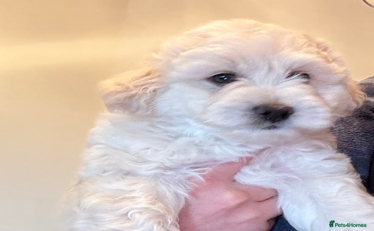 Maltipoo dogs - Advert 1