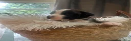 Boxer dogs for sale: KC Registered Boxer Puppies - health tested - Advert 16