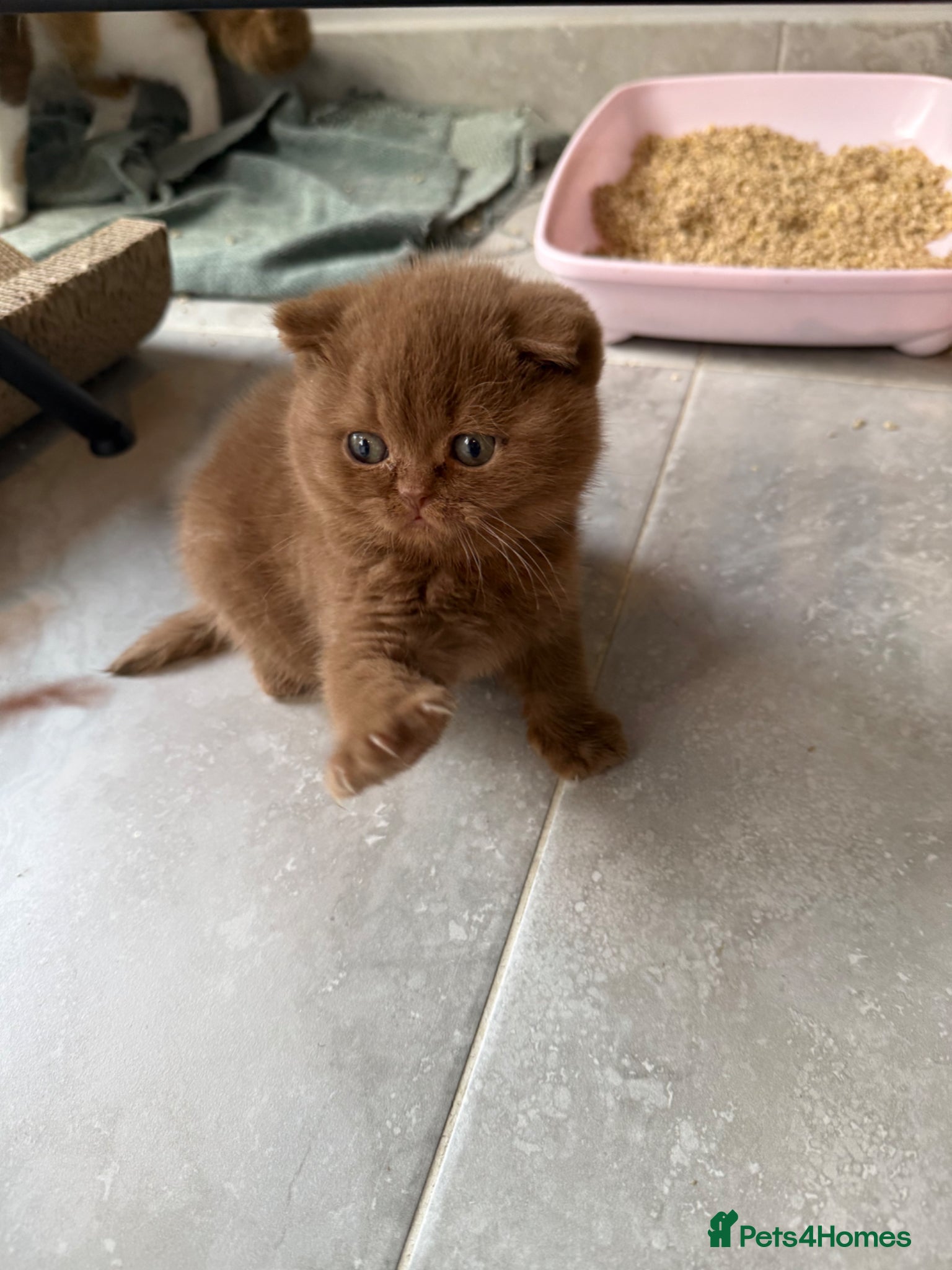 British Shorthair cats Cinnamon female Gccf - Advert 18