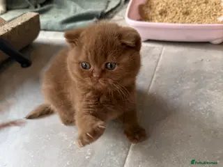 British Shorthair cats Cinnamon female Gccf - Advert 18