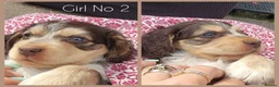 Cocker Spaniel dogs for sale: KC Sired Show Cocker Spaniels puppies| Champ Lines - Advert 31
