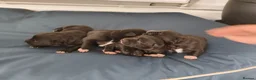 Mixed Breed dogs for sale: Gorgeous border collie cross goldador puppies  in Chippenham - Advert 28