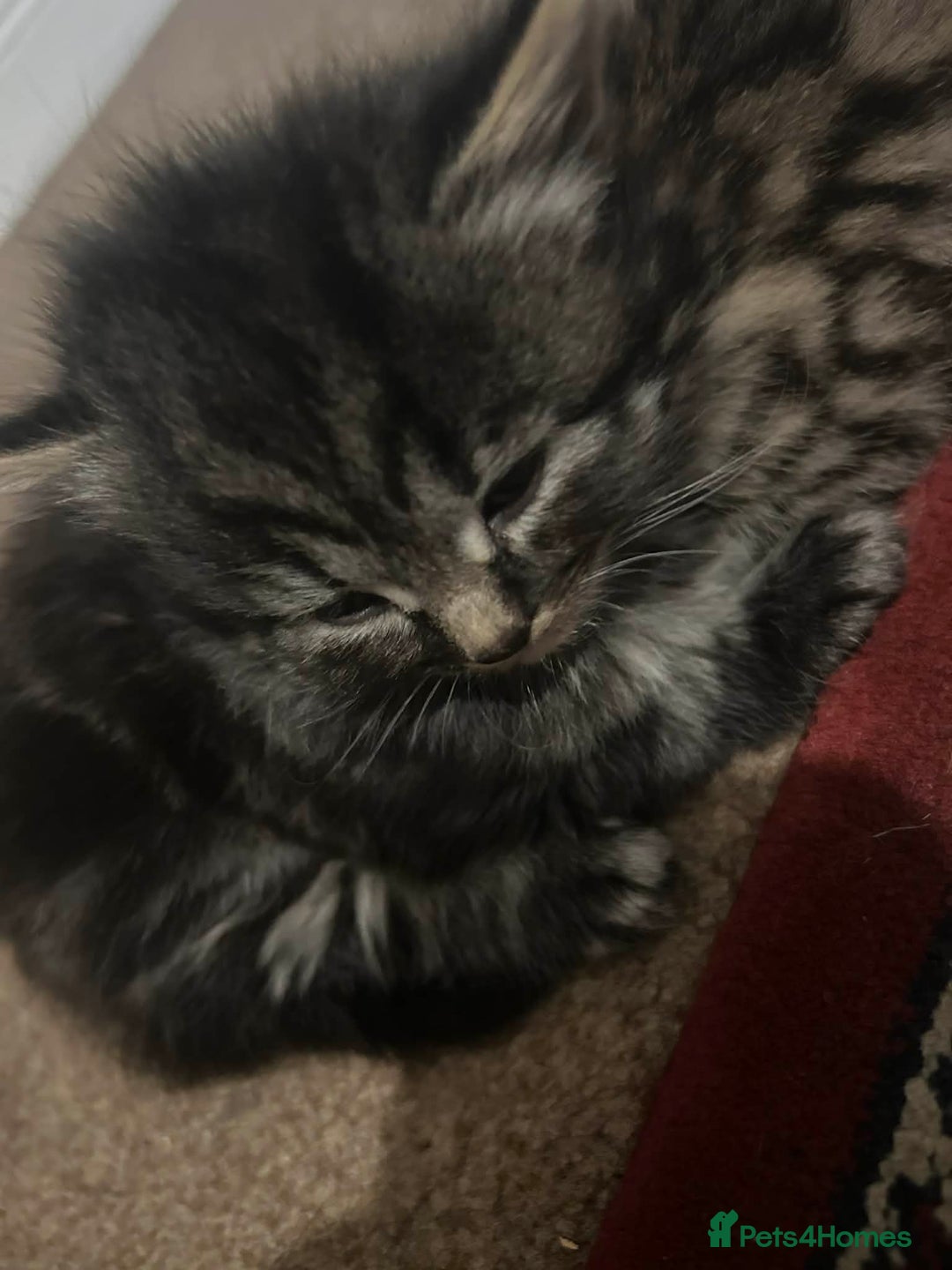 Ocicat cats for sale: Tabby kitten - Advert 3